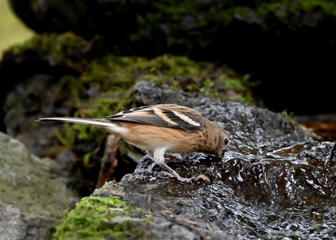 ベニマシコ♀冬羽1783