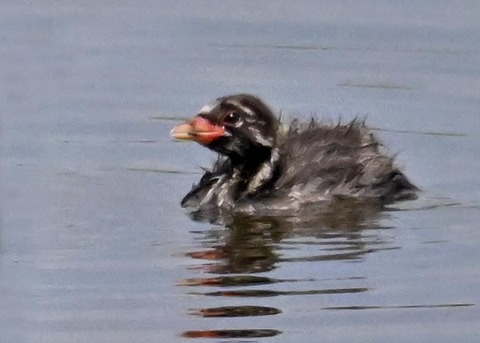 カイツブリのヒナ2396