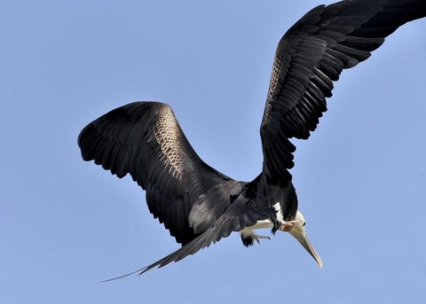 オオグンカンドリB3862