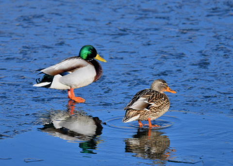 マガモのペアー7496