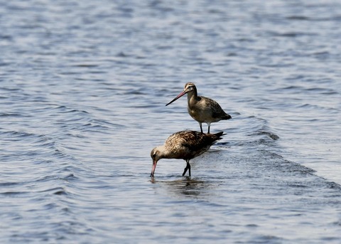 オオソリハシシギ1393