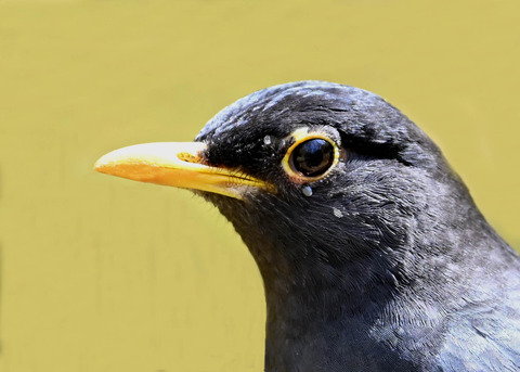 クロツグミ♂5003