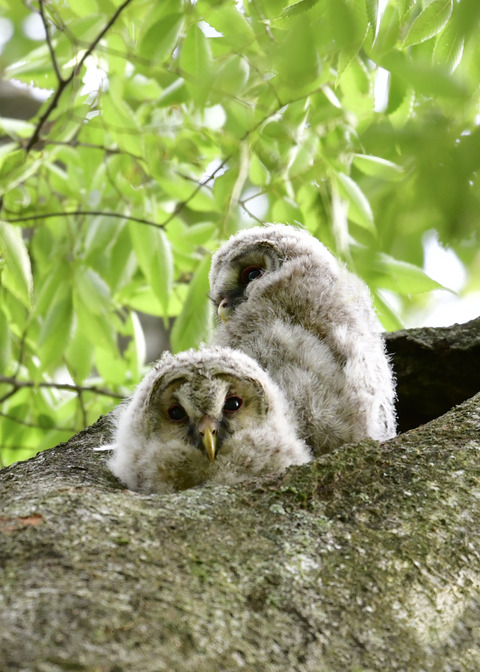 フクロウのヒナ①②4498