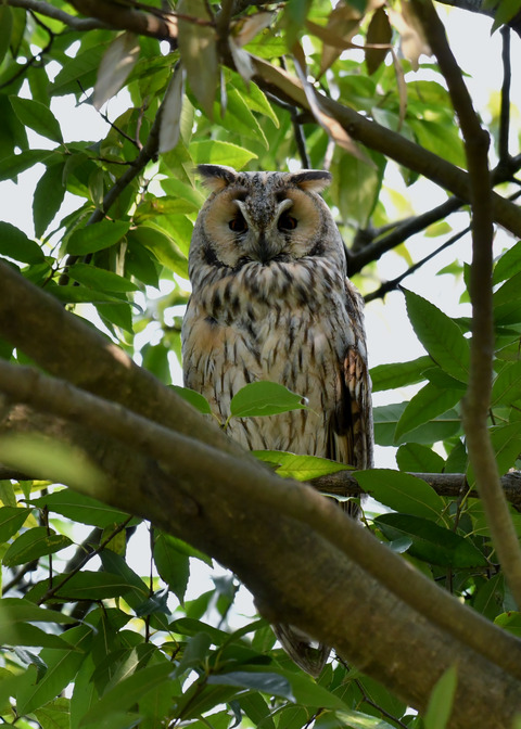 トラフズク♂2363