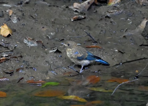 オオルリ幼鳥②6332-02