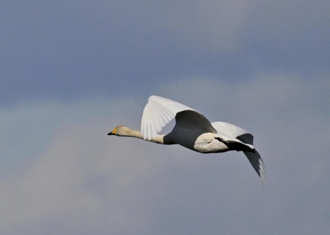 オオハクチョウ3625