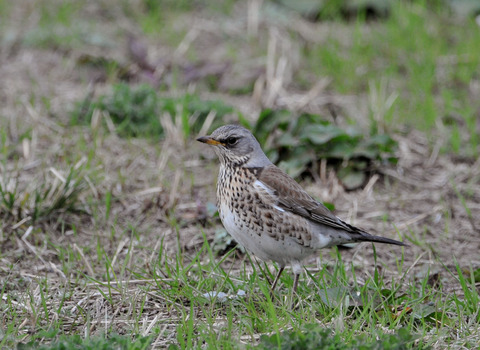 ノハラツグミ1918