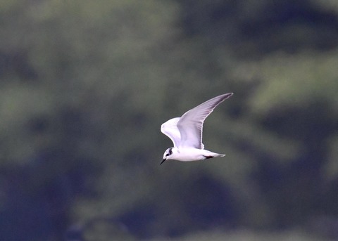 クロハラアジサシ2761