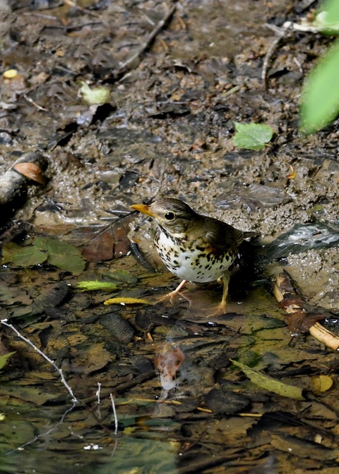クロツグミ♂6185