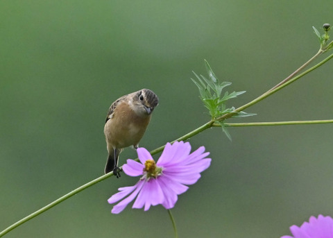 ノビタキ♀0892