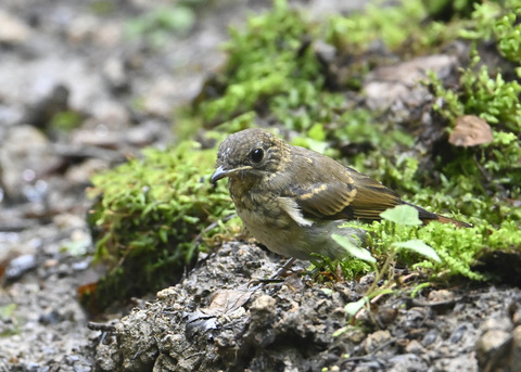 オオルリ♀幼鳥0865