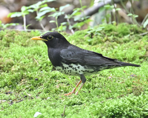 クロツグミ♂5893
