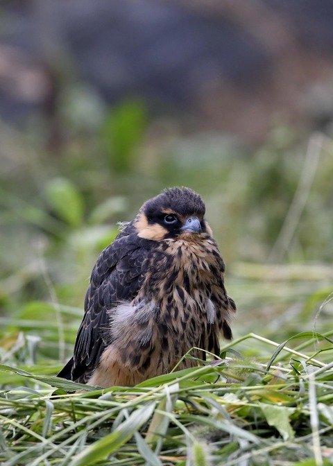 チゴハヤブサのヒナ③3004
