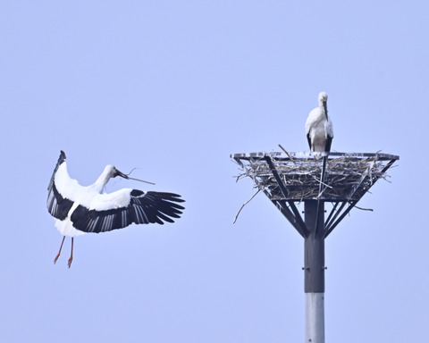 飛ぶコウノトリ7367