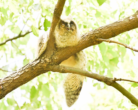 トラフズクの雛①2247