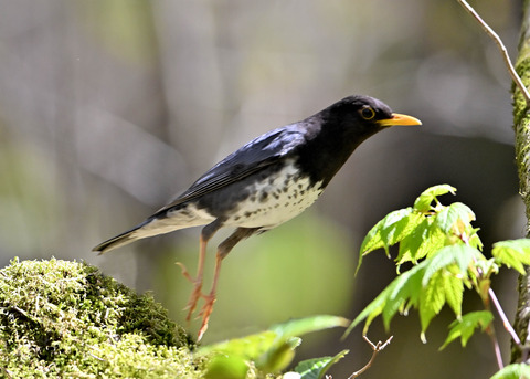 クロツグミ♂5840