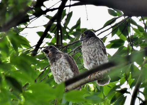アオバズクのヒナ6605