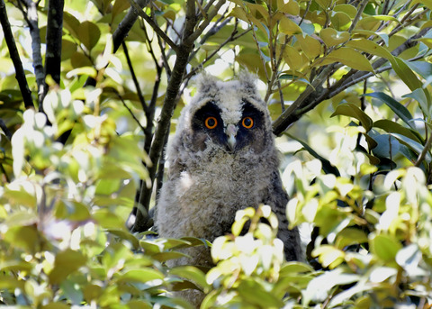 トラフズクのヒナ0009