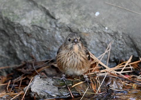 ベニマシコ♀5543