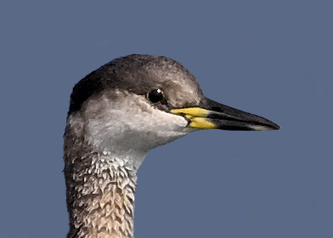 アカエリカイツブリ3001