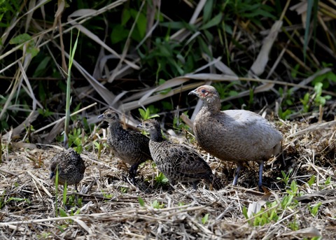 キジの親子4607○