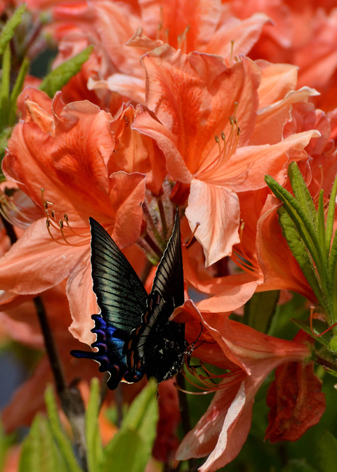 ミヤマカラスアゲハ8334