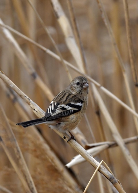 ベニマシコ♀0280