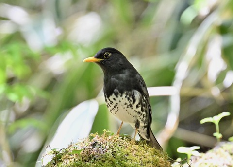 クロツグミ♂5549