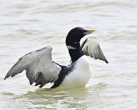 ハシジロアビ成鳥夏羽「羽ばたき」1413