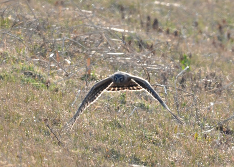 ハイイロチュウヒ♀4024