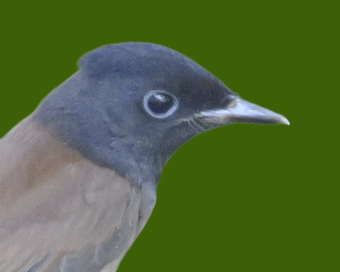 サンコウチョウ7001