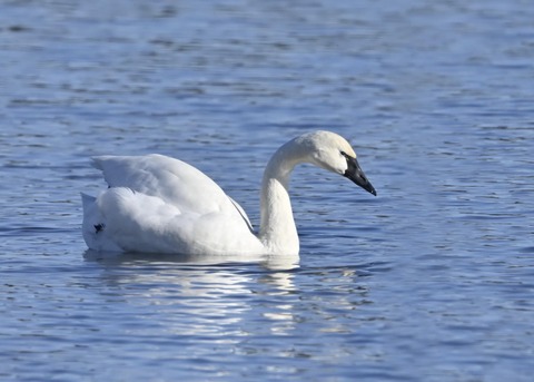 アメリカコハクチョウ8722