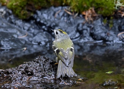 キクイタダキ♀1064
