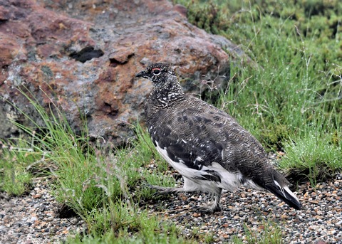 ライチョウ夏羽♂3042