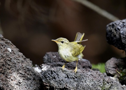 メボソムシクイ9128