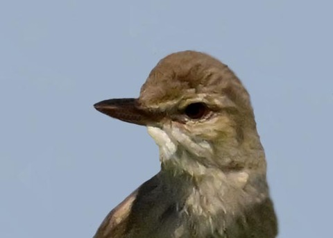 オオヨシキリ1002