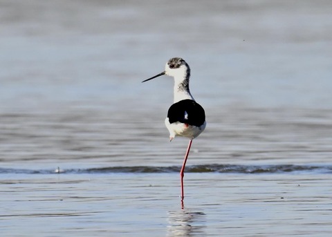 セイタカシギ6478