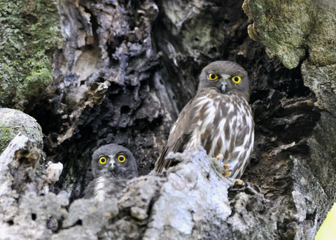 アオバズクのヒナ8667