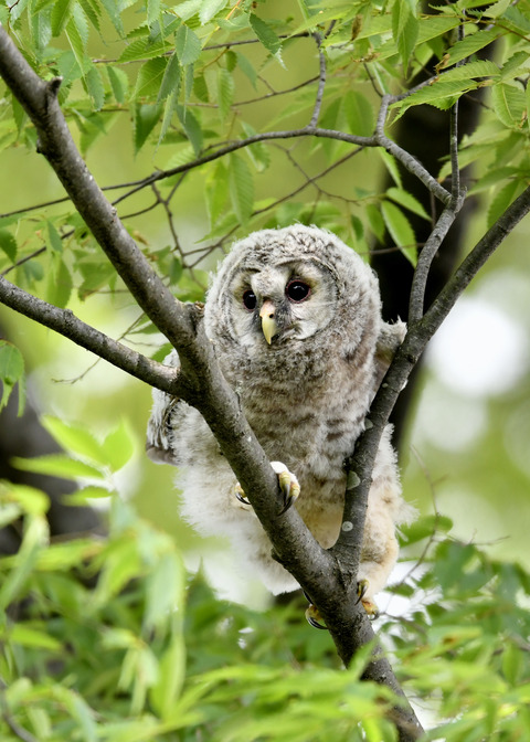 フクロウのヒナ②0019-01