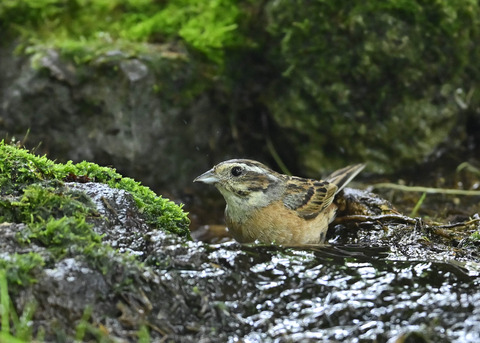 ホオジロ♀7969