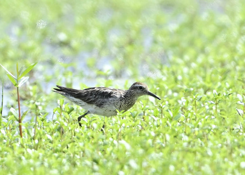 ウズラシギ夏羽後期0032