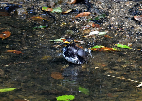 クロツグミ♂0912