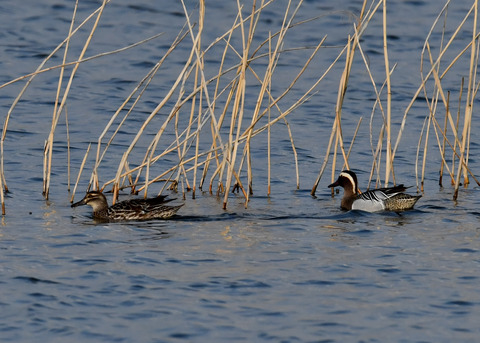 シマアジ♂♀6064