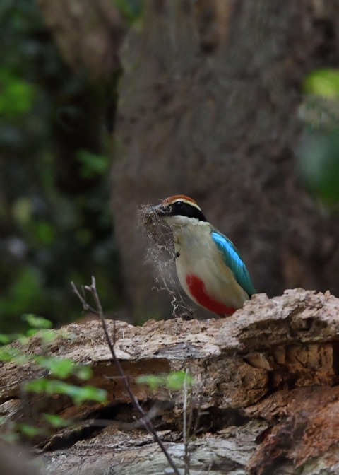 ヤイロチョウ0754