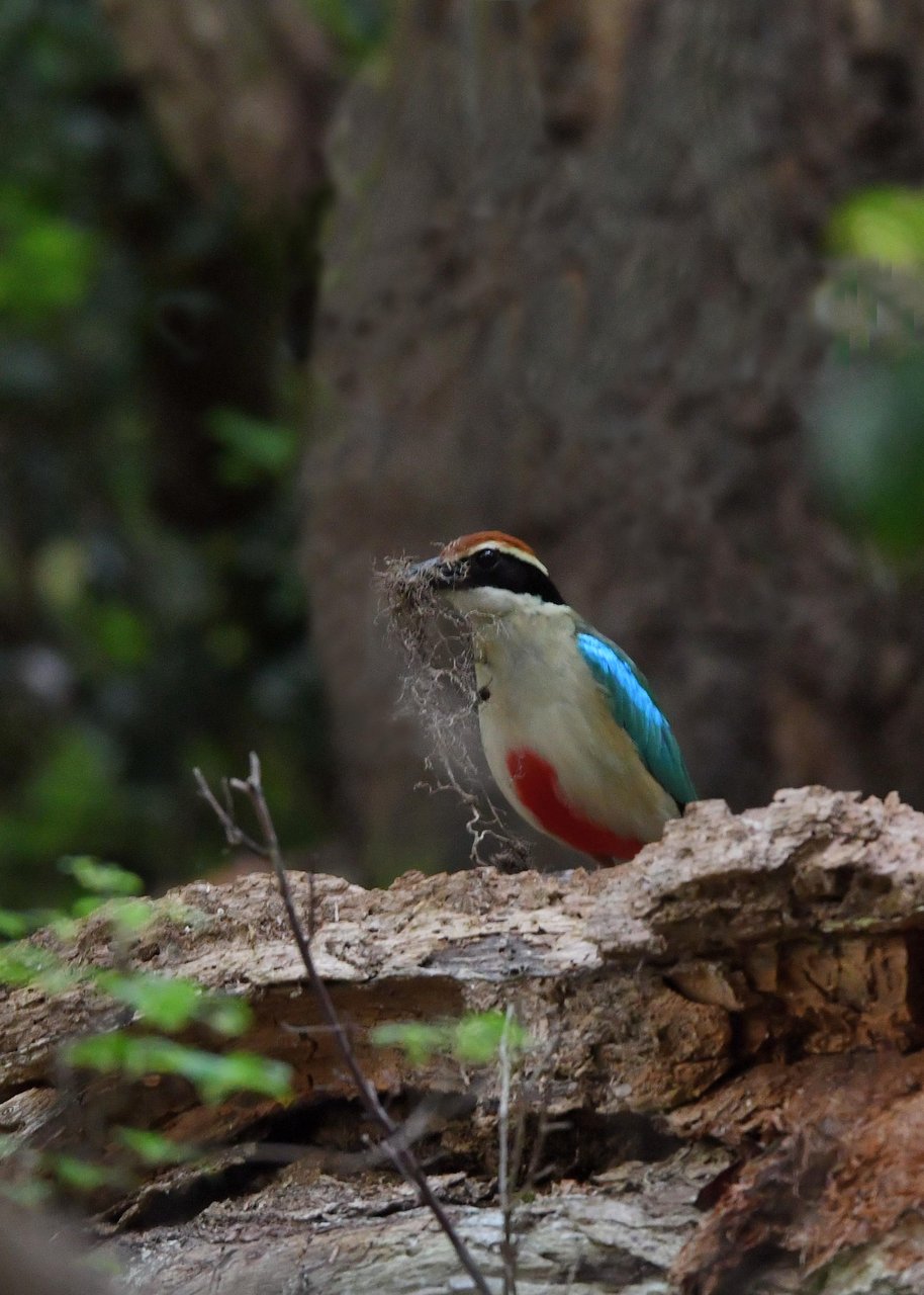 ヤイロチョウ 野口洪志の野鳥日記 ヤイロチョウ 野口洪志の野鳥日記