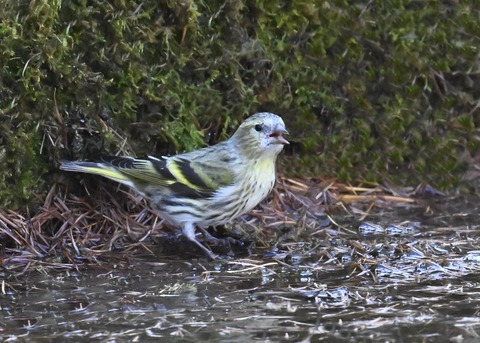 マヒワ♀7228
