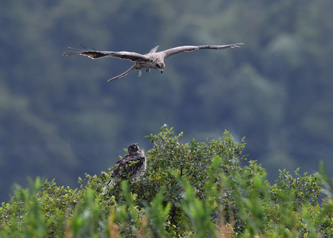 ズグロチュウヒ3292