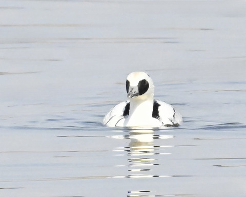 ミコアイサ♂4782