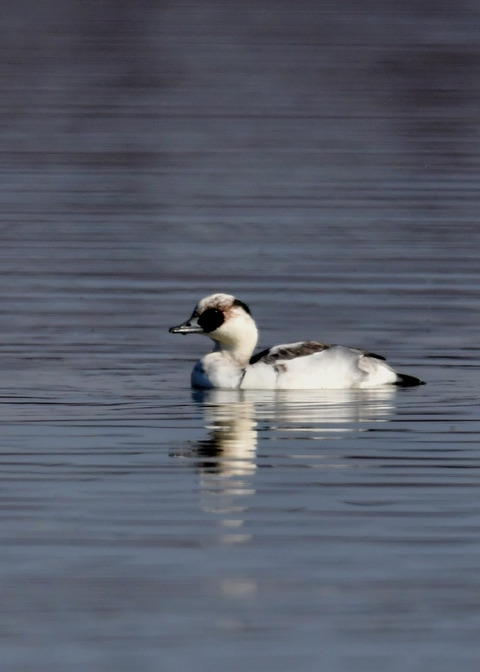 ミコアイサ♂9061