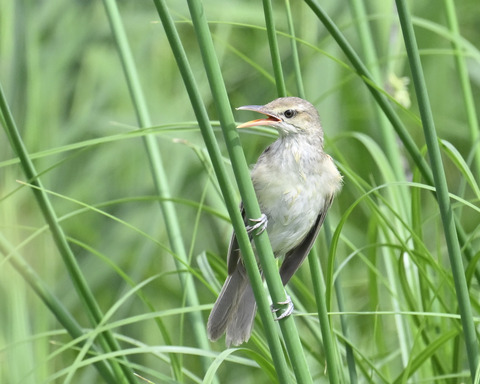 オオヨシキリ7548
